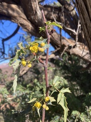Berberis haematocarpa