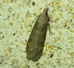 Lamoria anella