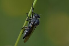 Asilidae