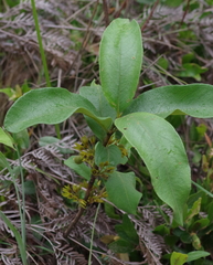 Vangueria ferruginea