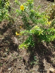 Allamanda