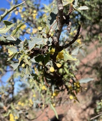 Berberis haematocarpa