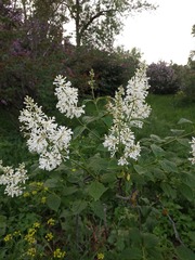 Syringa pubescens