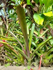 Bromelioideae