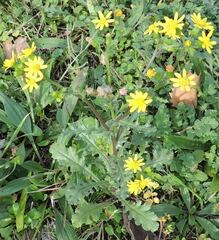 Senecio vernalis