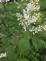 Syringa pubescens