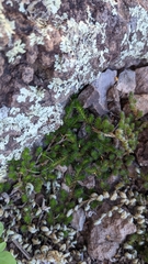 Selaginella peruviana