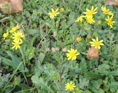 Senecio vernalis