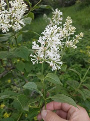 Syringa pubescens