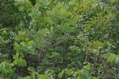 Terminalia brachystemma