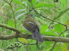 Saltator striatipectus