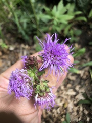 Liatris scariosa