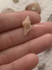 Hesperisternia multangulus