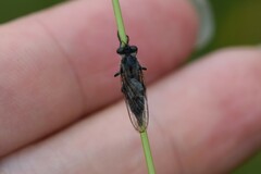 Asilidae