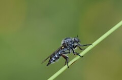 Asilidae