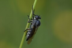 Asilidae