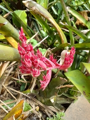 Bromelioideae