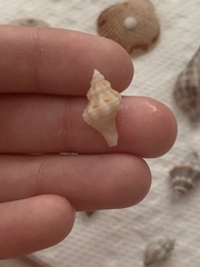 Hesperisternia multangulus