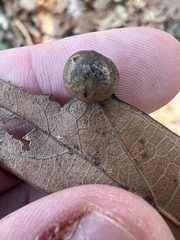 Amphibolips quercusostensackenii