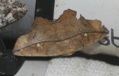 Polyacme dissimilis