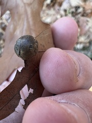 Amphibolips quercusostensackenii