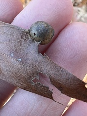 Amphibolips quercusostensackenii