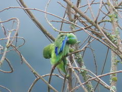 Forpus conspicillatus