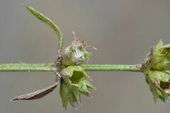 Muschampia lavatherae
