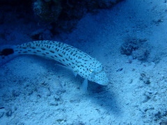 Parapercis hexophtalma