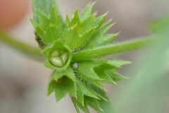 Muschampia lavatherae