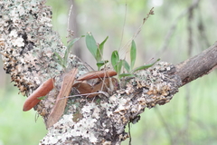 Polystachya concreta