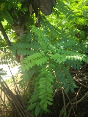 Spondias purpurea