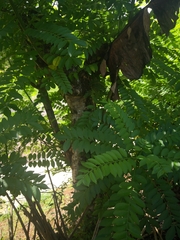 Spondias purpurea