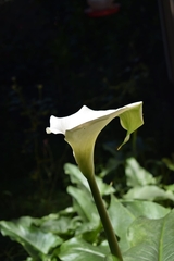 Zantedeschia aethiopica image