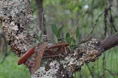 Polystachya concreta