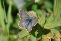 Aricia nicias