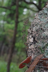 Polystachya concreta