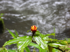 Costus pictus