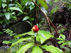 Costus pictus