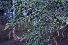Cupressus sempervirens