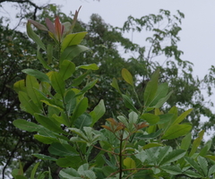 Terminalia brachystemma