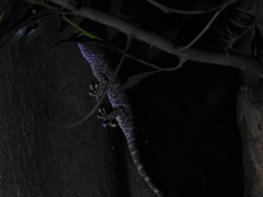 Gekko gecko