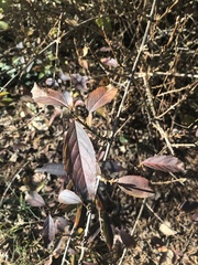 Itea virginica