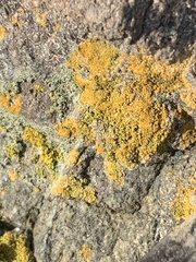 Polycauliona candelaria