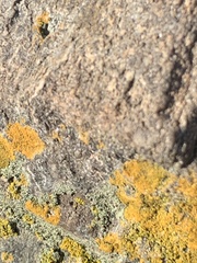 Polycauliona candelaria