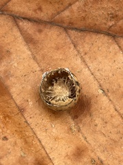Amphibolips quercusostensackenii
