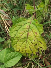 Cercospora hydrangeae