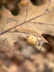 Amphibolips quercusostensackenii
