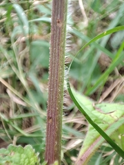 Cercospora hydrangeae