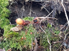 Calostoma